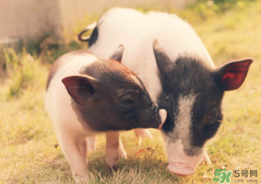 豬皮上的毛怎么去掉？豬皮上的毛能吃嗎？