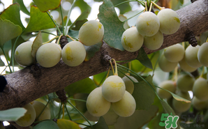 吃白果有什么好處和壞處？吃白果有什么作用？