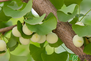 吃白果有什么好處和壞處？吃白果有什么作用？