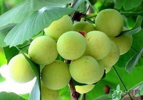 吃白果有什么好處和壞處？吃白果有什么作用？