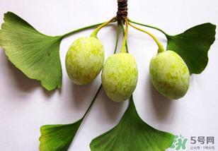 白果和銀杏果一樣嗎？白果是銀杏的果實嗎？