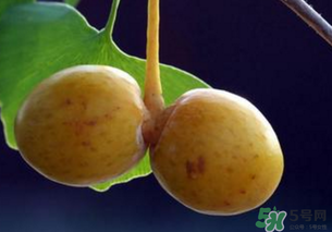 白果和銀杏果一樣嗎？白果是銀杏的果實嗎？