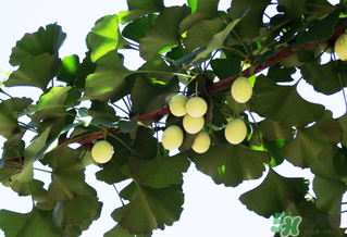 白果和銀杏果一樣嗎？白果是銀杏的果實嗎？