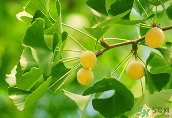 白果和銀杏果一樣嗎？白果是銀杏的果實嗎？