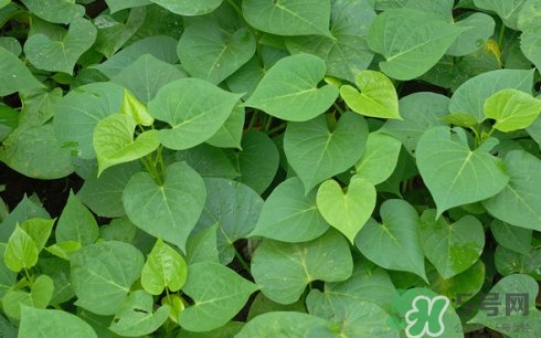 紅薯葉可以生吃嗎?紅薯葉生吃有什么好處 紅薯葉可以生吃嗎?紅薯葉生吃有什么好處