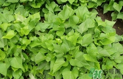 紅薯葉可以生吃嗎?紅薯葉生吃有什么好處 紅薯葉可以生吃嗎?紅薯葉生吃有什么好處