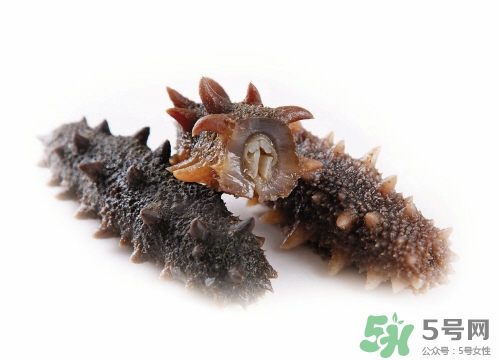 吃海參的副作用有哪些?海參副作用介紹 吃海參的副作用有哪些?海參副作用介紹