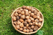 經(jīng)常手轉(zhuǎn)核桃油什么好處？手轉(zhuǎn)核桃的作用有哪些？