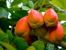 阿奇果怎么吃？阿奇果的功效作用