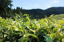 喝白茶可以減肥嗎?白茶減肥效果好嗎 喝白茶可以減肥嗎?白茶減肥效果好嗎