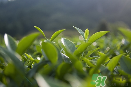 喝白茶可以減肥嗎?白茶減肥效果好嗎 喝白茶可以減肥嗎?白茶減肥效果好嗎