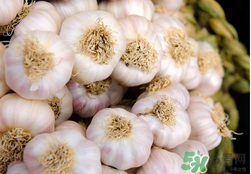 2017年大蒜多少錢一斤？2017年大蒜價格預(yù)測