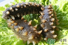 新鮮海參和干海參哪種更好？海參的品種有哪些？