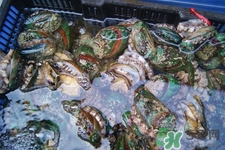 鮑魚能生吃嗎？鮑魚生吃對身體好嗎？