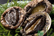 鮑魚能生吃嗎？鮑魚生吃對身體好嗎？
