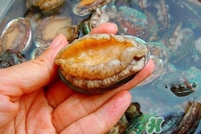 男人吃鮑魚能補(bǔ)腎嗎？腎虛能吃鮑魚嗎？