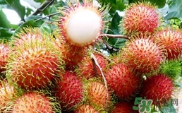 紅毛丹怎么保存?紅毛丹怎么保存時間長? 紅毛丹怎么保存?紅毛丹怎么保存時間長?