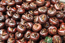 荸薺什么時候上市?荸薺什么季節(jié)有? 荸薺什么時候上市?荸薺什么季節(jié)有?