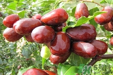 紅棗木瓜湯怎么做好吃？吃紅棗木瓜湯有什么作用？