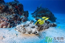 石斑魚(yú)的營(yíng)養(yǎng)價(jià)值 石斑魚(yú)的功效與作用 石斑魚(yú)的營(yíng)養(yǎng)價(jià)值 石斑魚(yú)的功效與作用