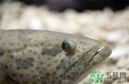 石斑魚(yú)的營(yíng)養(yǎng)價(jià)值 石斑魚(yú)的功效與作用 石斑魚(yú)的營(yíng)養(yǎng)價(jià)值 石斑魚(yú)的功效與作用