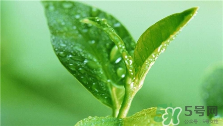 晚上可以喝綠茶嗎?晚上喝綠茶影響睡眠嗎? 晚上可以喝綠茶嗎?晚上喝綠茶影響睡眠嗎?