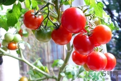 晚上吃圣女果好嗎?晚上吃圣女果會(huì)胖嗎 晚上吃圣女果好嗎?晚上吃圣女果會(huì)胖嗎