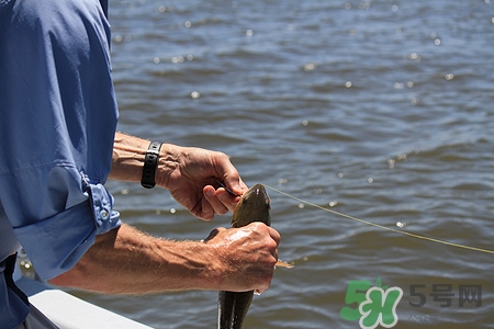 天冷可以釣魚嗎?天冷好釣魚嗎 天冷可以釣魚嗎?天冷好釣魚嗎
