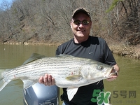 天冷可以釣魚嗎?天冷好釣魚嗎 天冷可以釣魚嗎?天冷好釣魚嗎