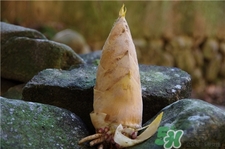 冬筍可以放幾天?冬筍可以冷凍嗎? 冬筍可以放幾天?冬筍可以冷凍嗎?