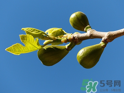 無花果葉子可以煮水喝嗎?無花果葉子煮水有什么作用 無花果葉子可以煮水喝嗎?無花果葉子煮水有什么作用