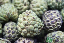 番荔枝是什么?番荔枝的功效與作用 番荔枝是什么?番荔枝的功效與作用