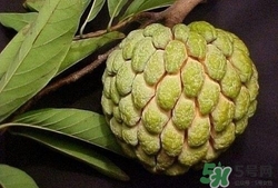 吃番荔枝會上火嗎?吃番荔枝上火怎么辦 吃番荔枝會上火嗎?吃番荔枝上火怎么辦