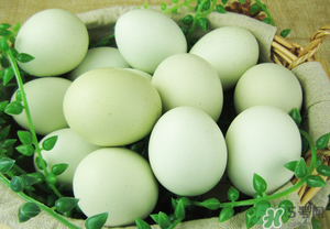 綠殼雞蛋多少錢一個？綠殼雞蛋多少錢一斤？