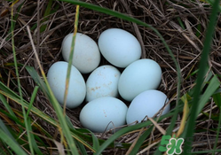 綠殼雞蛋多少錢一個？綠殼雞蛋多少錢一斤？