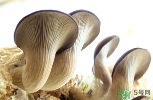 平菇不能和什么一起吃？平菇不能與什么同食？