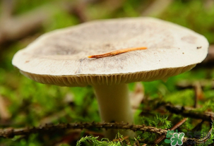 平菇不能和什么一起吃？平菇不能與什么同食？