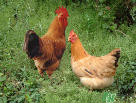 活雞能帶上火車嗎？坐火車上可以帶活雞嗎？