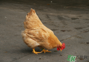 活雞能帶上火車嗎？坐火車上可以帶活雞嗎？