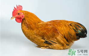 活雞能帶上火車嗎？坐火車上可以帶活雞嗎？