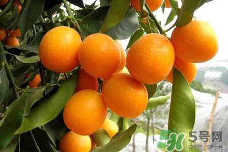 吃金桔會胖嗎?一個金桔的熱量是多少呢 吃金桔會胖嗎?一個金桔的熱量是多少呢