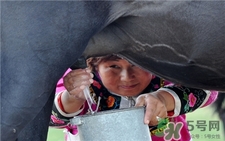 馬奶的營(yíng)養(yǎng)價(jià)值 馬奶的功效與作用 馬奶的營(yíng)養(yǎng)價(jià)值 馬奶的功效與作用