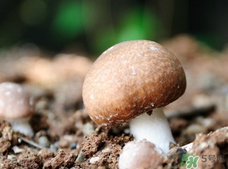 巴西蘑菇怎么吃？巴西蘑菇的作用與功效