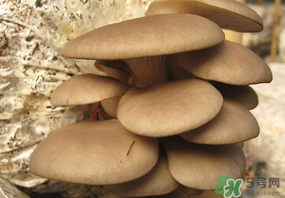 吃平菇會中毒嗎？平菇吃了會中毒嗎？