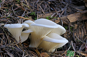 吃平菇會中毒嗎？平菇吃了會中毒嗎？