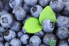 野生藍莓和養(yǎng)殖藍莓的區(qū)別是什么?哪些人不能吃野生藍莓 野生藍莓和養(yǎng)殖藍莓的區(qū)別是什么?哪些人不能吃野生藍莓