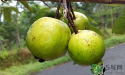 番石榴可以降血糖嗎?番石榴降血糖效果怎么樣 番石榴可以降血糖嗎?番石榴降血糖效果怎么樣