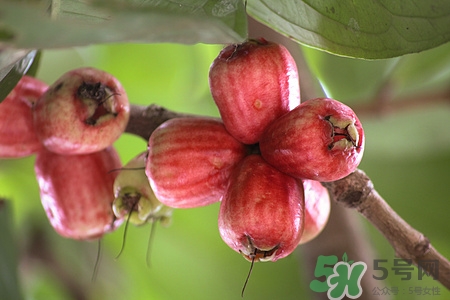 番石榴可以降血糖嗎?番石榴降血糖效果怎么樣 番石榴可以降血糖嗎?番石榴降血糖效果怎么樣