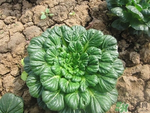 烏塌菜的營養(yǎng)價(jià)值 烏塌菜的功效與作用 烏塌菜的營養(yǎng)價(jià)值 烏塌菜的功效與作用