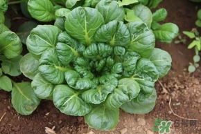 烏塌菜的營養(yǎng)價(jià)值 烏塌菜的功效與作用 烏塌菜的營養(yǎng)價(jià)值 烏塌菜的功效與作用